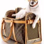 dogcarrierbackpack Profile Picture