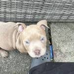 xl bully for sale Profile Picture