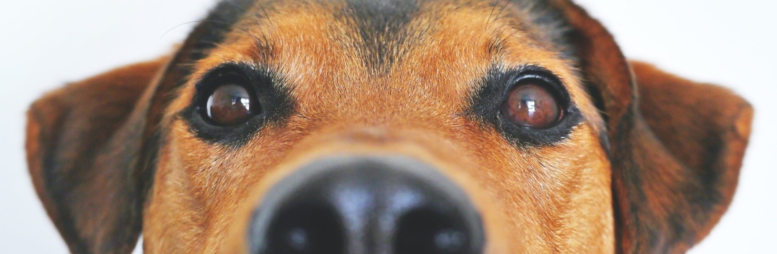 Dognitive Training Cover Image