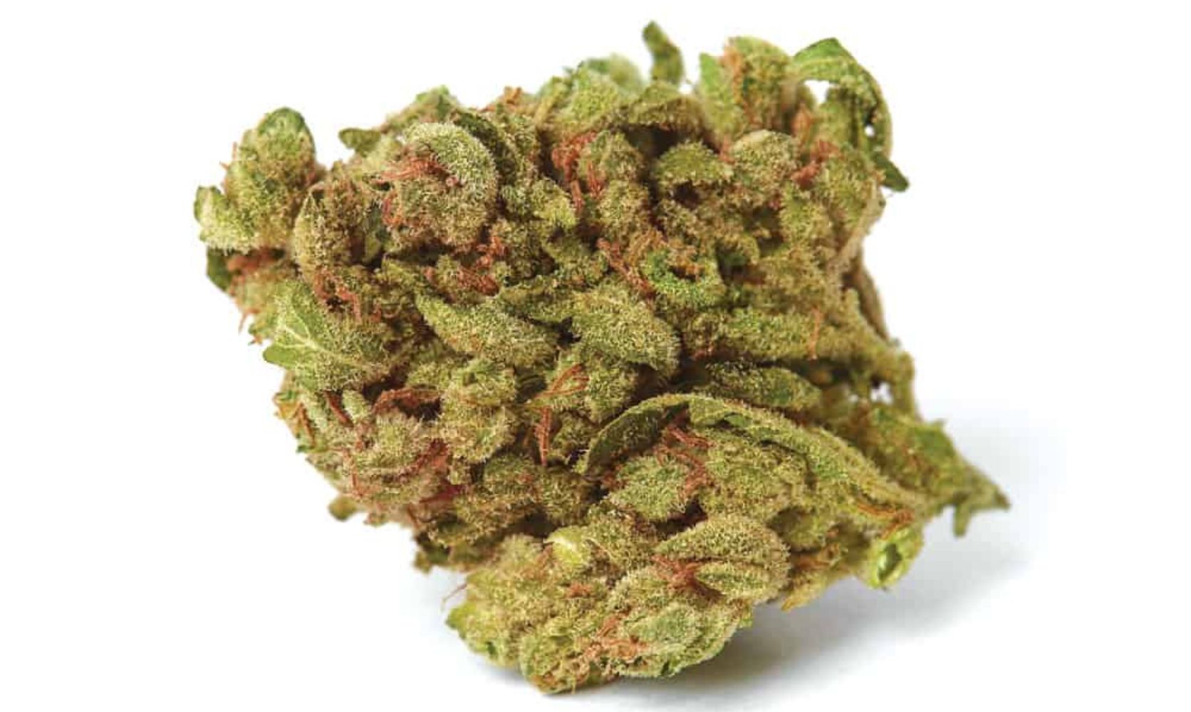 Blueberry Strain: The Dessert-Lover’s Answer to Stress