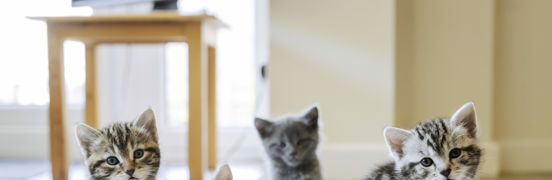 Paradize Kitties Cover Image
