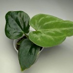 Lianthurium Plants Profile Picture