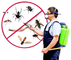Best Pest Control Services in Dubai | Trusted Pest Experts