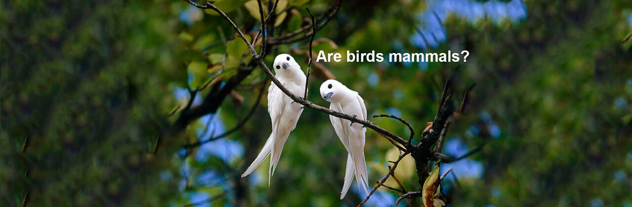 Are birds mammals? Why Birds Not Mammals Guide  – Birdfy