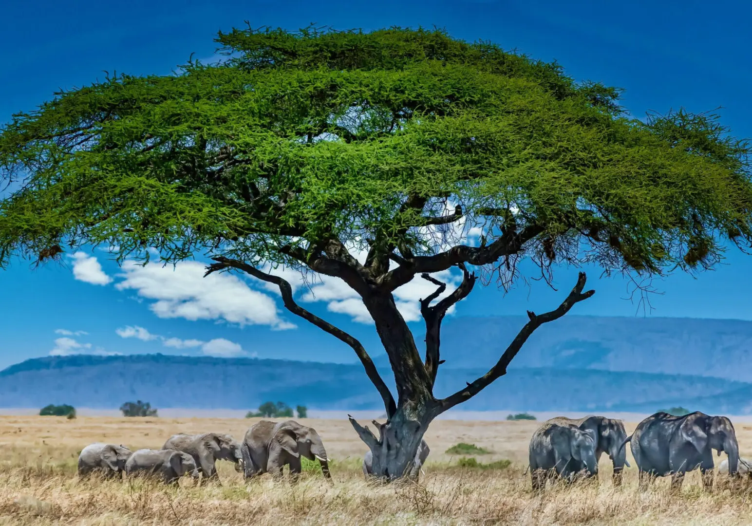 What to Expect From Our Best-Selling Cape Town Travel Packages? - Point B Travel
