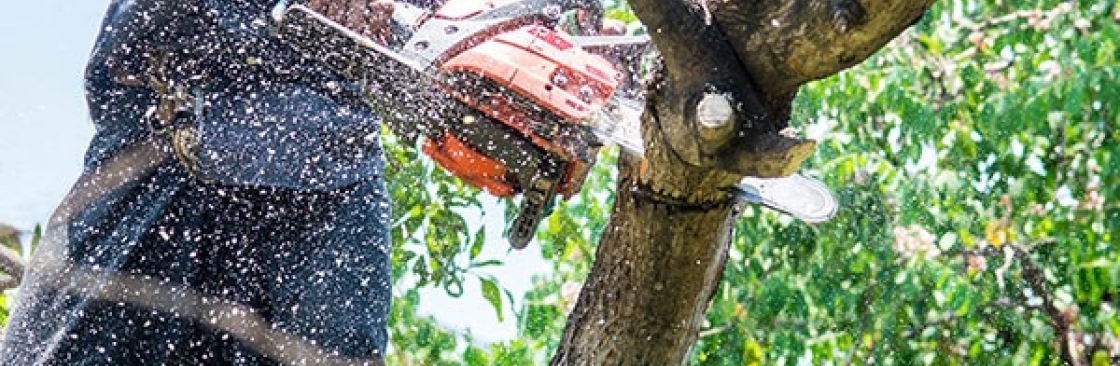NorthEastern Tree Cover Image
