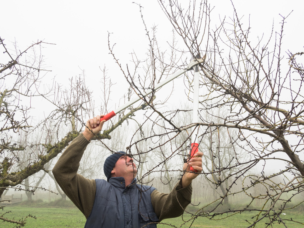 Tree Service in Massachusetts | North Eastern Tree Service