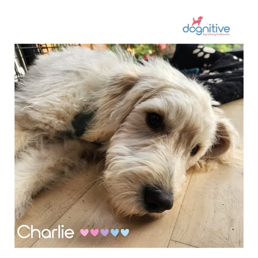 The Basic Principles of Effective Dog Behaviour Training