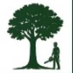Standing Tall Tree Surgeon & Maintenance Profile Picture