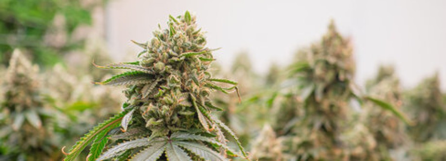 HempShop 247 Cover Image