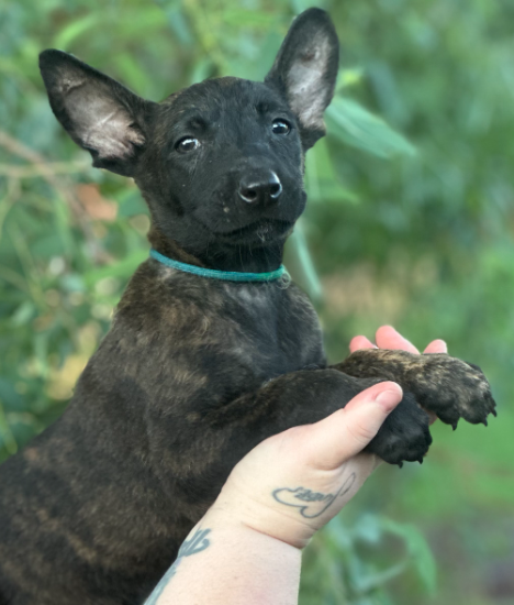 Best Belgian Malinois Puppies Available in Queensland – VomSirius Working Dogs