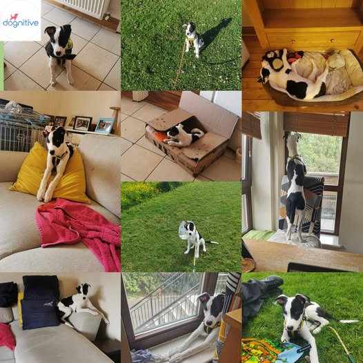 Common Puppy Training Mistakes Dublin Owners Are Making Today