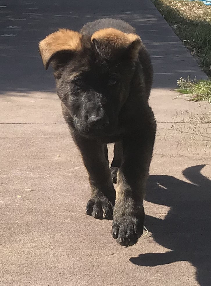 How Ethics Shape The Best Long Coat GSD Breeder QLD – VomSirius Working Dogs