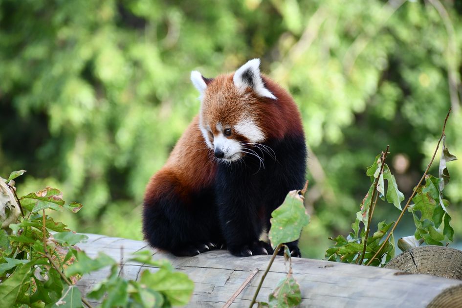 Buy Hydrocodone Online US Based with Fast Delivery — Virginia Zoo