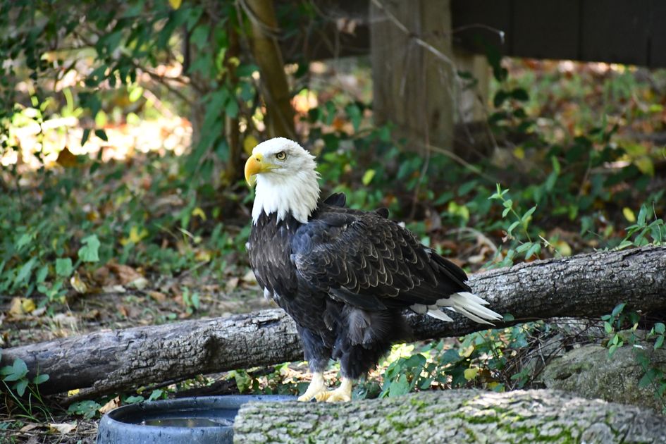 Buy Hydrocodone Auto-Refill Programs With Smart Notification Alerts — Virginia Zoo