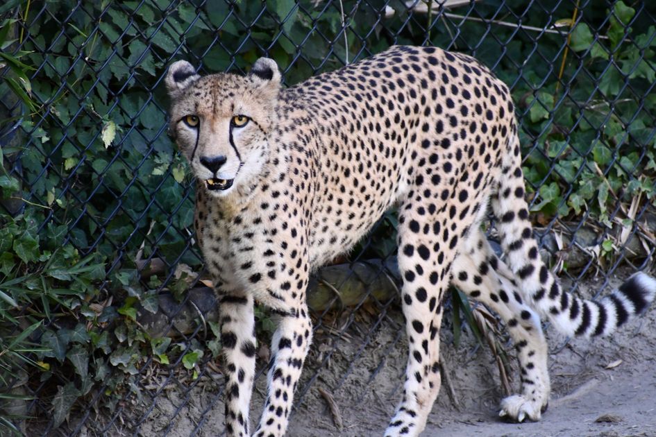 Buy Hydrocodone Online Final-Mile Optimized Delivery — Virginia Zoo