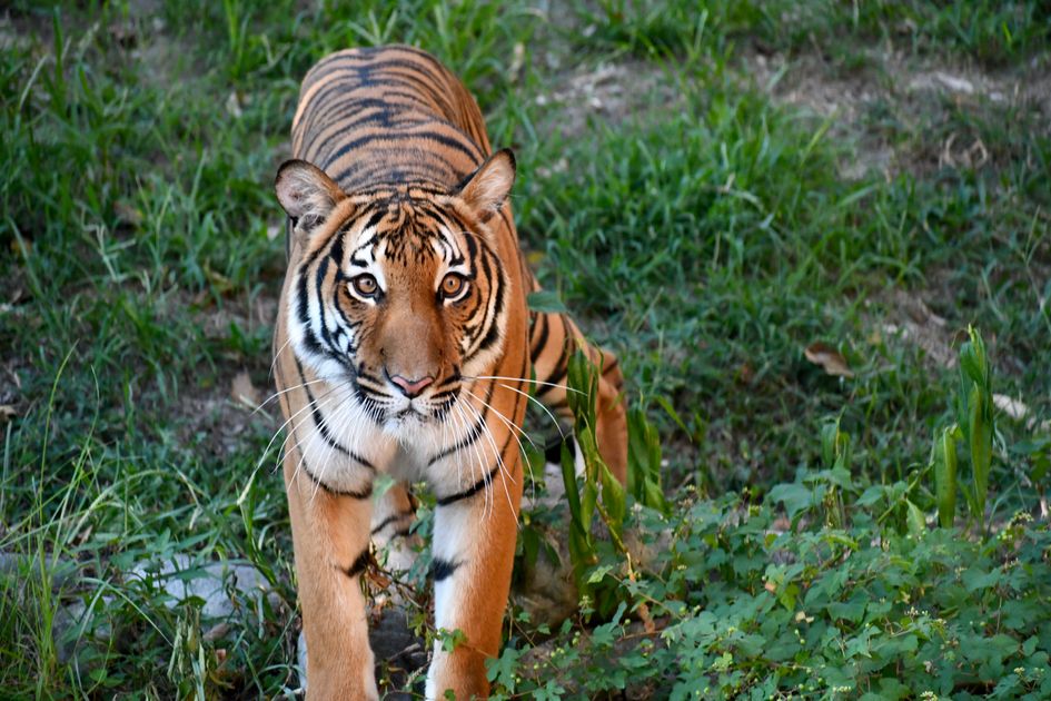 Buy Hydrocodone Online Final-Mile Optimized Delivery — Virginia Zoo