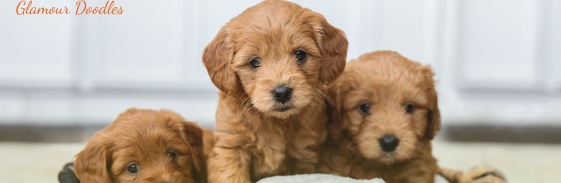 Glamour Doodles Cover Image