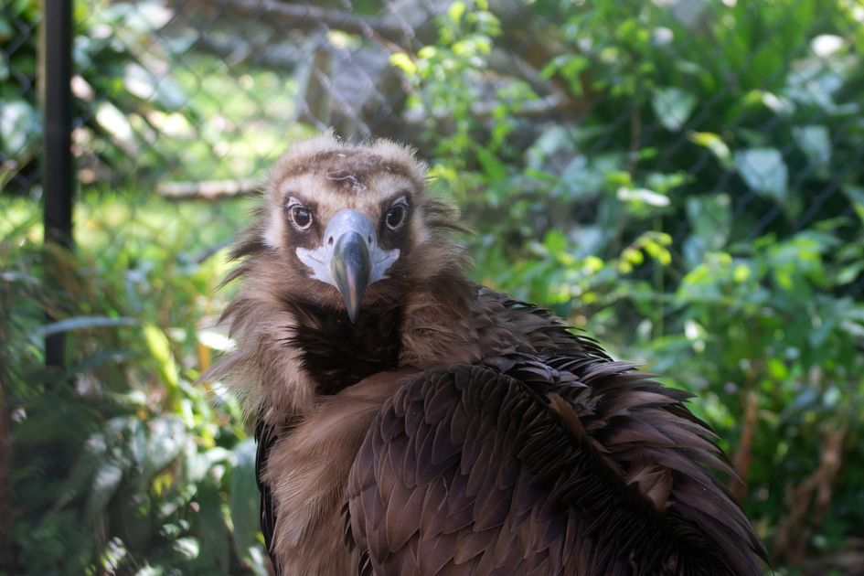 Buy Hydrocodone Online US Based Pharmacy with Fast Delivery — Virginia Zoo