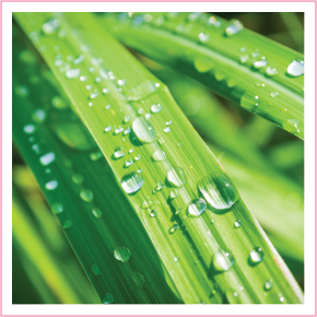 Buy Fragrance Essential Oils Perfume in Delhi - Blossoms Aroma