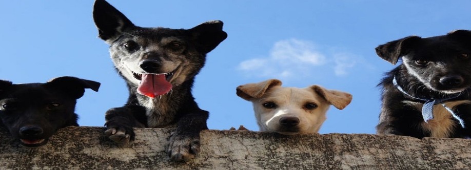 Peace of Mind Pet Care Collective Cover Image