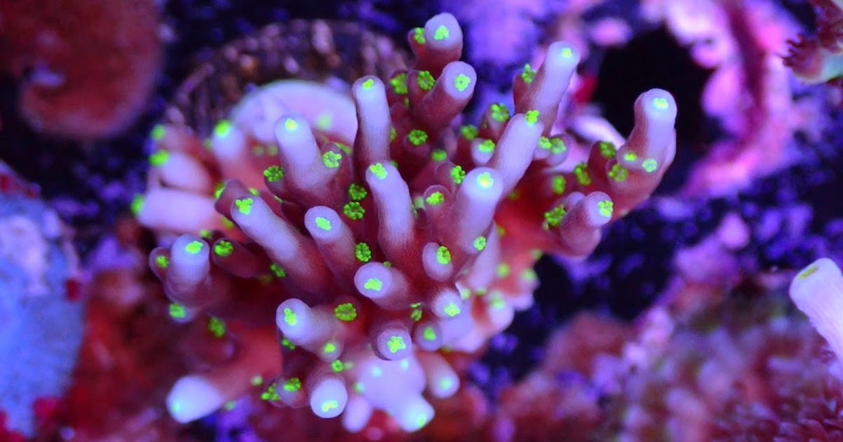 Exploring the vibrant world of online corals