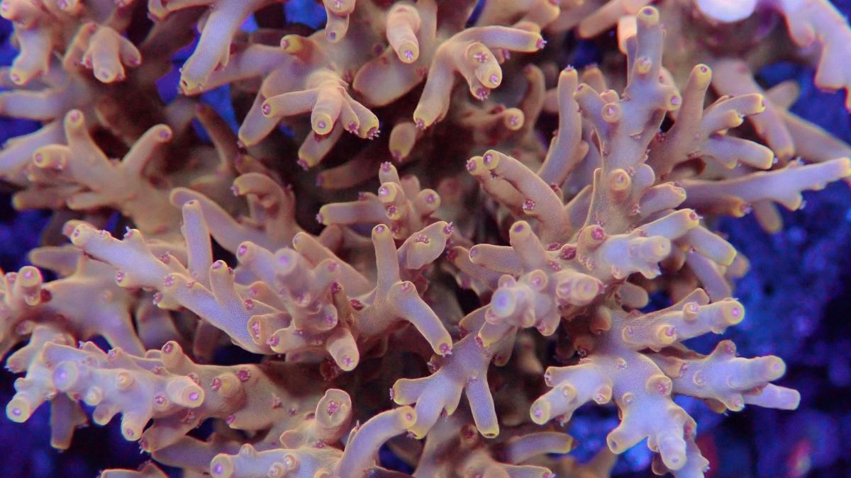 The ultimate guide to SPS corals for reef hobbyists | Frag Garage