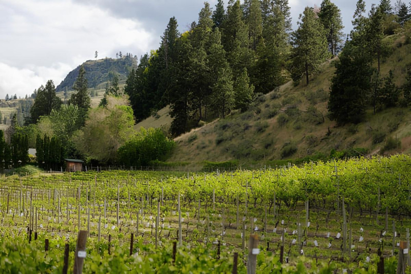 Discovering the Perfect Winery in Okanagan: A Journey Through Canada’s Wine Capital: randyseopro — LiveJournal
