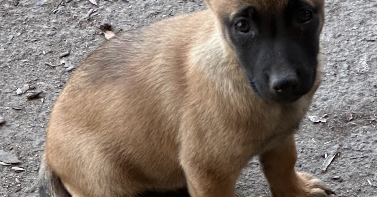 The Beauty and Intelligence of the Black and Gold Long Coat German Shepherd Puppy
