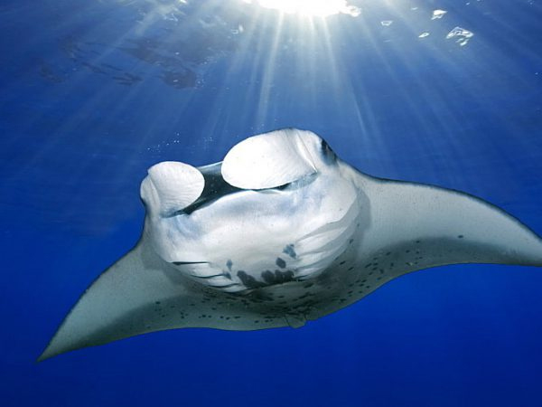 Nusa Penida Diving | Manta Dive & Best Dive Center Nusa Penida