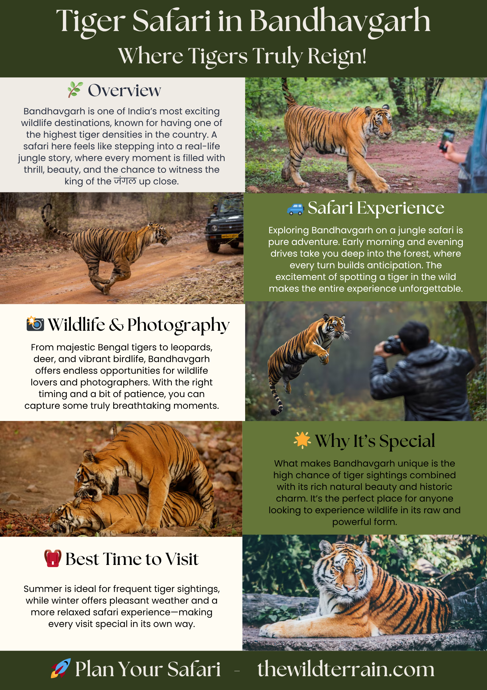 The Wild Terrain - Experience Thrilling Tiger Safari in Bandhavgarh...