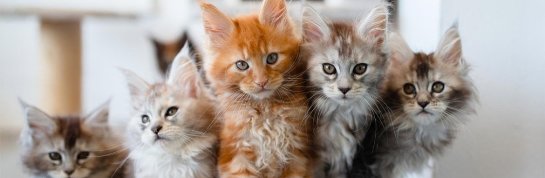 Bella Dolce Maine Coons Cover Image