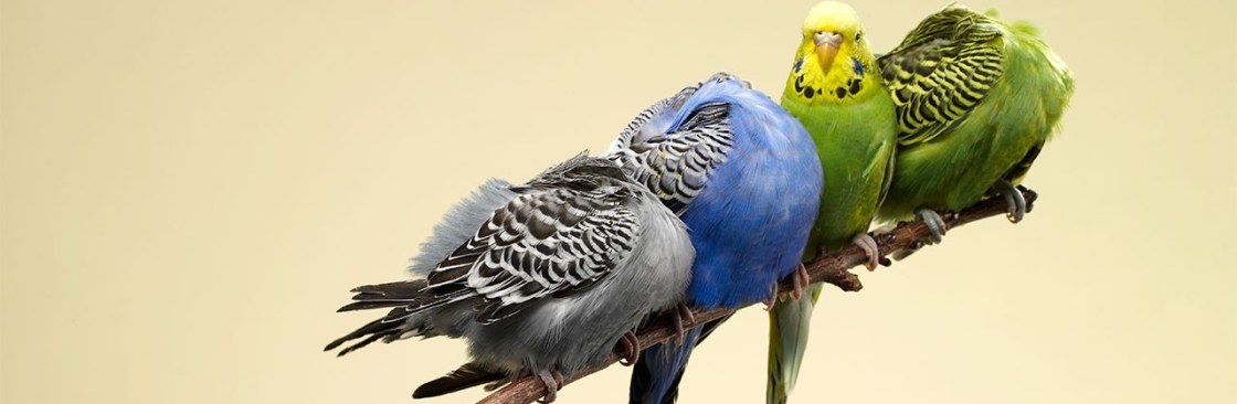 Birdie Boutique Cover Image
