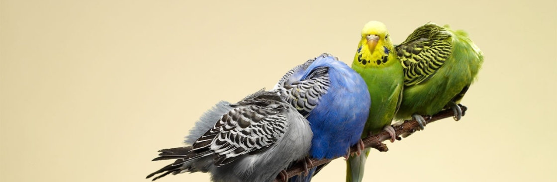 Birdie Boutique Cover Image