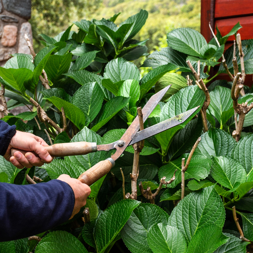 Pruning Services in Bacchus Marsh