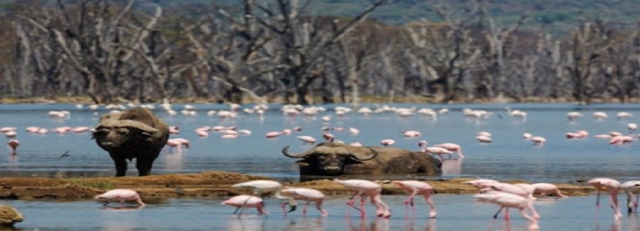 Tierras Africa Safaris Limited Cover Image