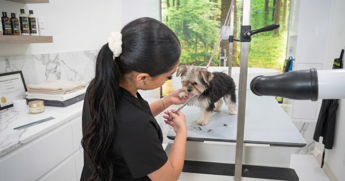 Best Dog Grooming Spa Packages in USA: A Complete Guide to Keeping Your Dog Healthy, Happy, and Looking Great