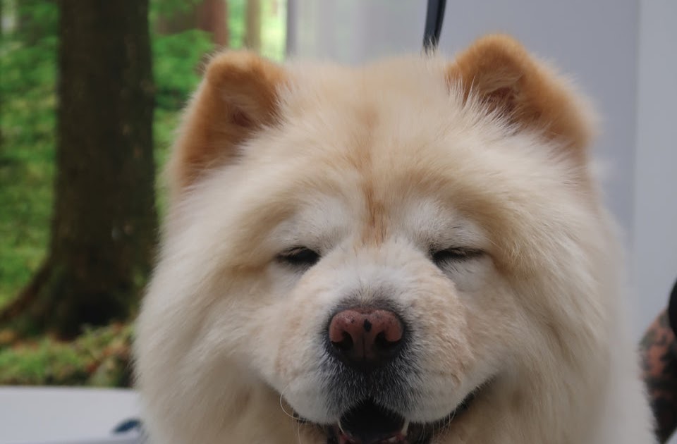 Dog Grooming Packages in USA: A Complete Guide to Keeping Your Pet Healthy, Happy, and Looking Their Best