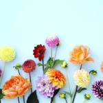 Sensation Flowers Profile Picture