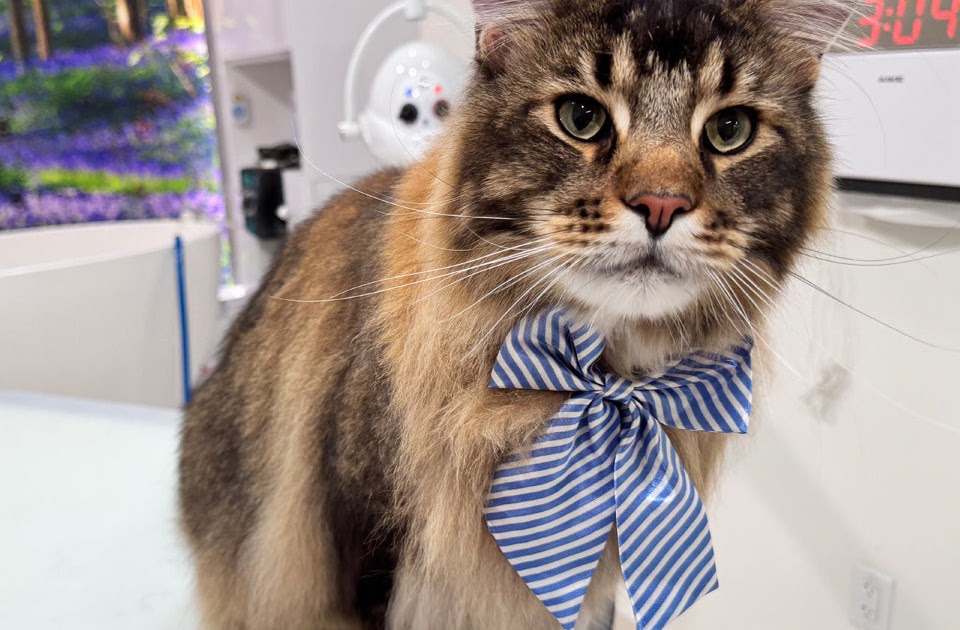 Best Cat Grooming Packages in USA: A Complete Guide to Professional Cat Care