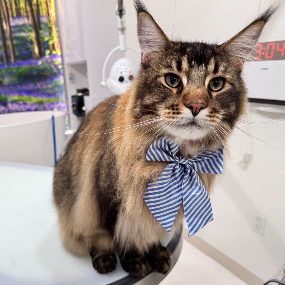 Cat Grooming Packages in USA: A Complete Guide to Professional Cat Care Services – Site Title
