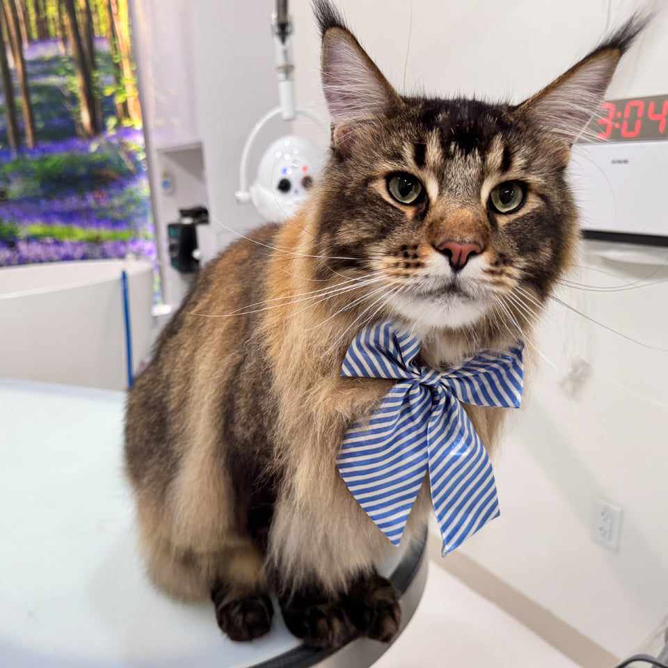 Cat Grooming Packages in USA: Everything Pet Parents Need to Know
