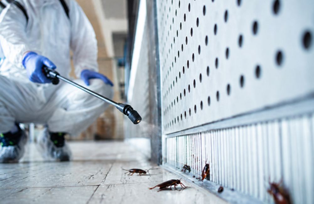 Why Cockroach Infestations Are a Serious Health Risk - City Icon Pest Control And Cleaning