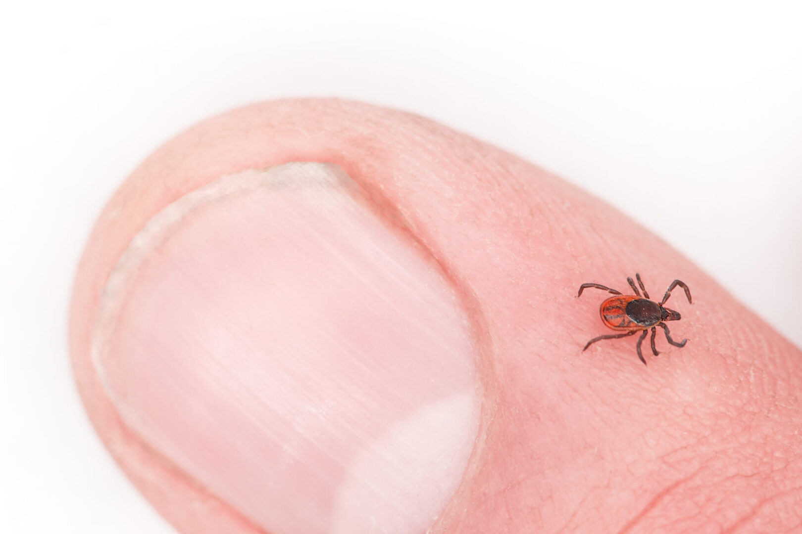 Tick Safety and Lyme Disease Prevention | SAFE Training Online